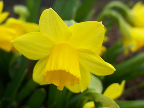 flower0