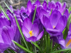 flower1