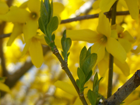 flower3