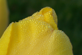 flower4