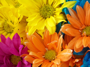 flower7