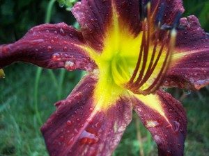 lily Lily