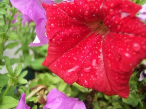 Pink Flower Pink Flower