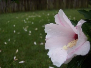 whiteflower