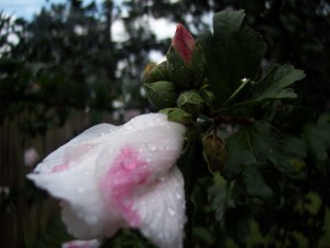 whiteflower2