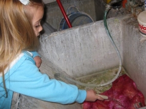 Once rubber bands are removed, hose shirt again until water runs clear